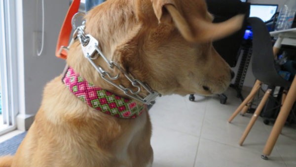 ハームスプレンガー　トレーニング用首輪　犬